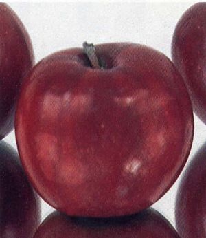 Malus domestica Jonathan - Jonathan- Red Jonathan Apple