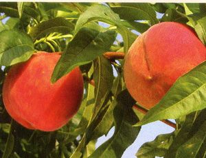 Prunus persica Crimson Rocket(TM)(USPP# 15216) - Crimson Rocket(TM) Pillar Peach (USPP#15216) Prunus persica Crimson Rocket(TM)(USPP# 15216) - Crimson Rocket(TM) Pillar Peach (USPP#15216)