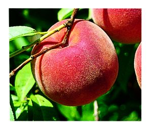 Prunus persica STELLAR® - Blazingstar® - STELLAR® - Blazingstar® Peach Prunus persica STELLAR® - Blazingstar® - STELLAR® - Blazingstar® Peach