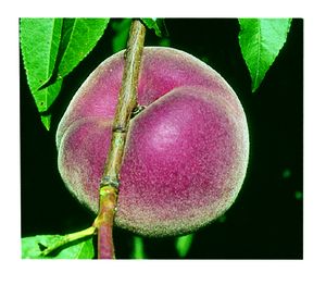 Prunus persica STELLAR® - Blushingstar® - STELLAR® - Blushingstar® White Peach