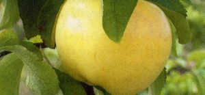 Malus domestica Pristine® - Pristine® Apple