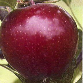 Malus domestica Rome - Rome-Red Rome Apple Malus domestica Rome - Rome-Red Rome Apple