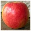 Malus domestica Wealthy - Wealthy Apple