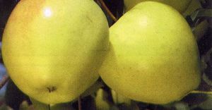 Malus domestica Ginger Gold® - Ginger Gold® Apple Malus domestica Ginger Gold® - Ginger Gold® Apple