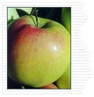 Malus domestica Honeygold - Honeygold Apple