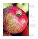 Malus domestica NovaSpy - NovaSpy Apple