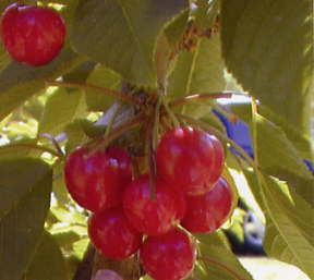 Prunus cerasus Meteor - Meteor Tart Cherry Prunus cerasus Meteor - Meteor Tart Cherry