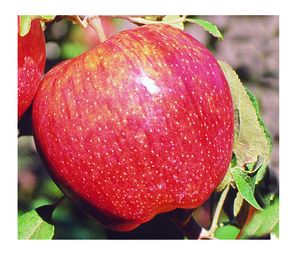 Malus domestica Cameo® - Cameo® Apple