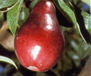 Pyrus communis Red Bartlett - Red Bartlett Pear Pyrus communis Red Bartlett - Red Bartlett Pear