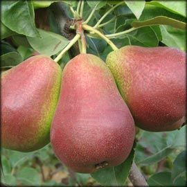 Pyrus communis Forelle - Forelle Pear