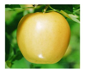 Malus domestica Golden Delicious - Golden Delicious Apple Malus domestica Golden Delicious - Golden Delicious Apple