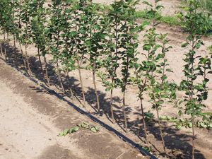Malus rootstock EMLA 111 clonal rootstock - Malling 111 Semi-Standard Apple Rootstock Malus rootstock EMLA 111 clonal rootstock - Malling 111 Semi-Standard Apple Rootstock