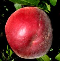 Prunus persica Flamin'Fury(R) PF- 8 Ball - Flamin'Fury(R) PF- 8 Ball Peach