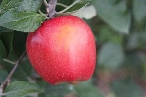 Malus domestica Galarina™ - Galarina™ Apple
