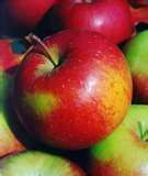 Malus domestica Smokehouse - Smokehouse Apple