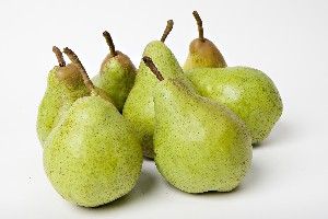 Pyrus communis Shenandoah - Shenandoah Pear