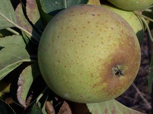 Malus domestica Brown Snout - Brown Snout Bitter-Sweet Hard Cidre Apple