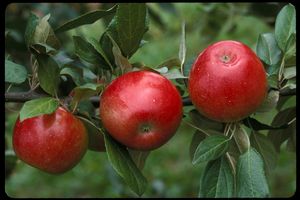 Malus domestica Zestar!® - Zestar!® Apple