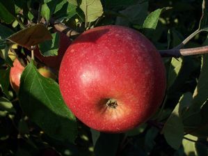 Malus domestica Brown's Apple - Brown's Bitter-Sharp Hard Cidre Apple