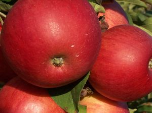 Malus domestica Ellis Bitter - Ellis Bitter-Sweet Hard Cidre Apple