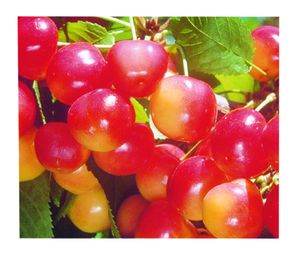 Prunus avium Rainier - Rainier Blush Sweet Cherry Prunus avium Rainier - Rainier Blush Sweet Cherry