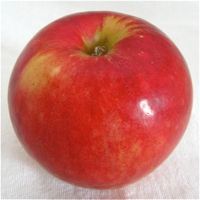 Malus domestica Tramlett's Bitter - Tramlett's Bitter-Sweet Cidre Apple