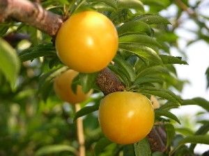 Prunus salicina Shiro - Shiro Japanese Plum Prunus salicina Shiro - Shiro Japanese Plum