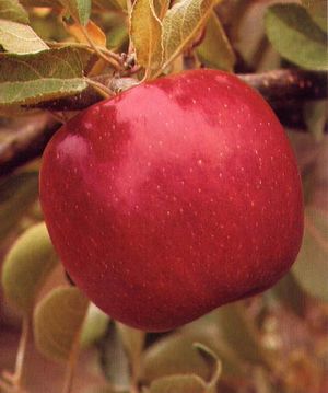 Malus domestica Braeburn - Braeburn-Red Braeburn Apple