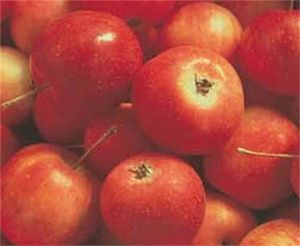 Malus z Whitney Crab - Whitney Edible Crab Apple Malus z Whitney Crab - Whitney Edible Crab Apple