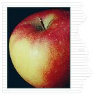 Malus domestica Lustre Elstar - Valstar™ Elstar Apple
