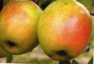 Malus domestica GoldRush - GoldRush Apple