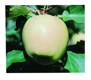 Malus domestica Mutsu-Crispin - Mutsu or Crispin Malus domestica Mutsu-Crispin - Mutsu or Crispin