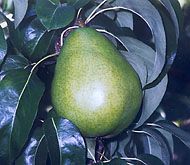 Pyrus communis Anjou - Anjou Pear