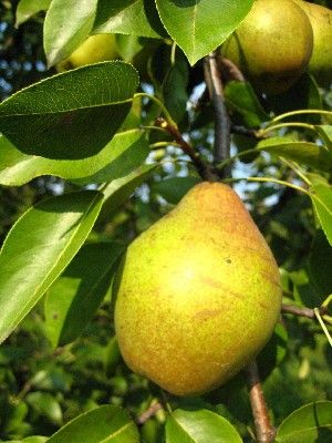 Pyrus communis Magness - Magness Pear