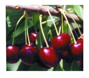 Prunus avium Lapins - Lapins Self-fertile Dark Sweet Cherry