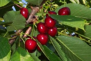 Prunus avium Hedelfingen - Hedelfingen Dark Sweet Cherry