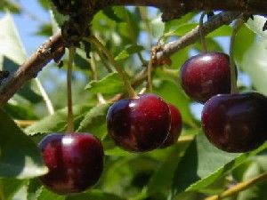 Prunus cerasus Danube® - Danube® Tart Cherry Prunus cerasus Danube® - Danube® Tart Cherry