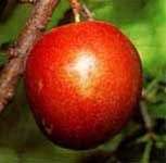 Prunus salicina Elephant Heart - Elephant Heart Japanese Plum