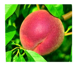 Prunus persica STELLAR® - Glowingstar® - STELLAR® - Glowingstar® Peach