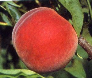 Prunus persica Madison - Madison Peach