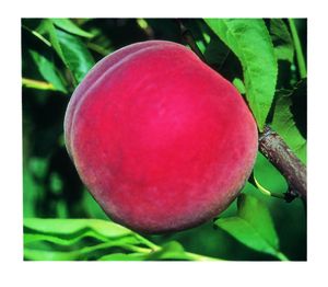 Prunus persica STELLAR® - Coralstar® - STELLAR® - Coralstar® Peach