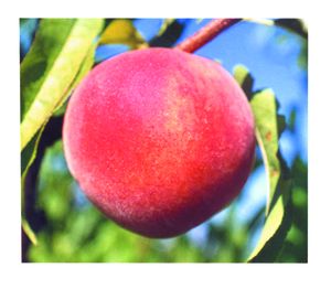 Prunus persica STELLAR® - Starfire® - STELLAR® - Starfire® Peach