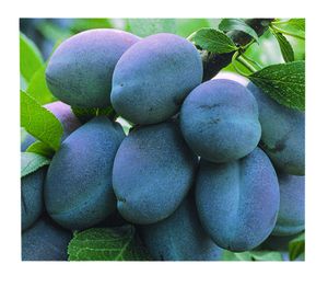 Prunus domestica Stanley - Stanley Prune