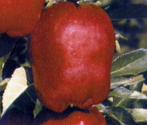 Malus domestica Red Delicious- Spur type - Red Delicious- Spur type Malus domestica Red Delicious- Spur type - Red Delicious- Spur type