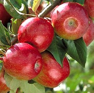 Malus domestica Sweet Sixteen - Sweet Sixteen Apple