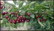 Prunus cerasus Balaton® - Balaton® Tart Cherry Prunus cerasus Balaton® - Balaton® Tart Cherry