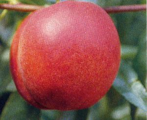 Prunus persica Hardired - Hardired Nectarine