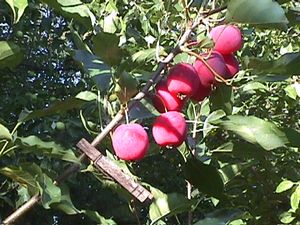 Malus domestica Dolgo - Dolgo Edible-Ornamental Crab