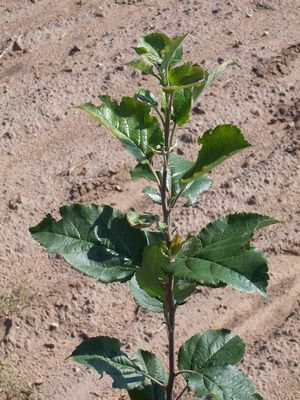 Malus rootstock EMLA 7 clonal rootstock - Malling 7 Semi-Dwarf Apple Rootstock