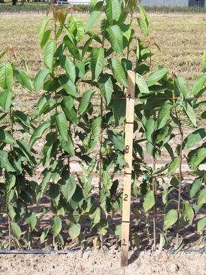 Prunus rootstock Mazzard seedling rootstock - Mazzard Standard-size Cherry Rootstock